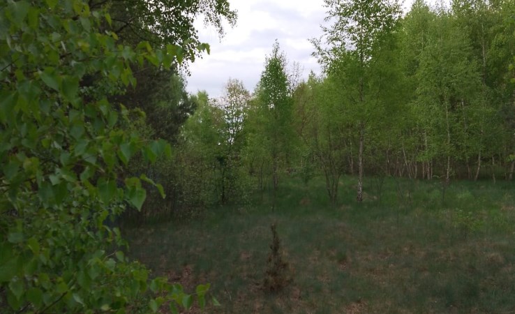 parcel for sale - Czosnów, Adamówek